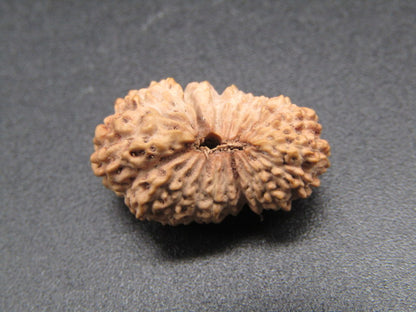 Natural 22 Mukhi rudraksha bead with detailed ridges and central hole on dark surface
