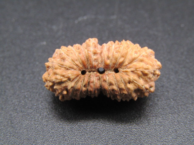 Natural 22 Mukhi rudraksha seed showing central opening and textured ridges on dark background