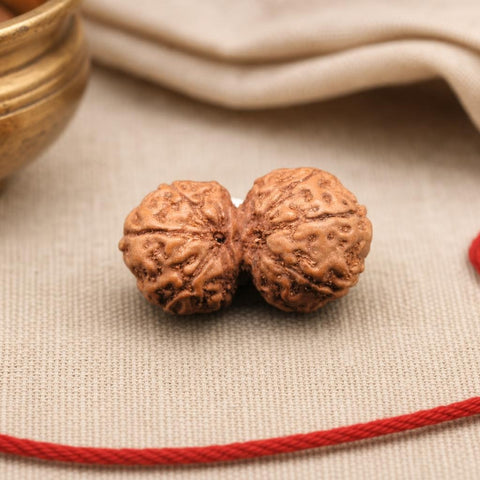 9 Mukhi Gauri Shankar Indonesia Natural Rudraksha 22.44 mm Rudraksha Report No. RDQ0044371