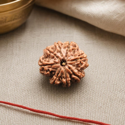 8 Mukhi Nepal Natural Rudraksha 22.75mm Report No. RDP0029270