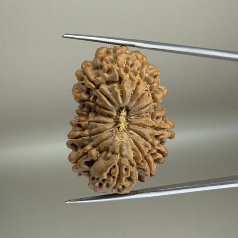 15 Mukhi Nepal 35.55 mm Natural Rudraksha Report No. RDGJ622597