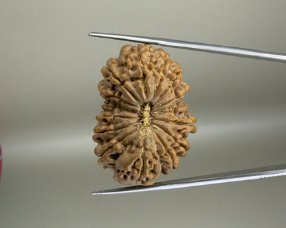15 Mukhi Nepal 35.55 mm Natural Rudraksha Report No. RDGJ622597 product video 1