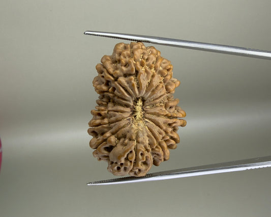 Natural 15 Mukhi Nepal rudraksha bead close-up with carved seed pattern