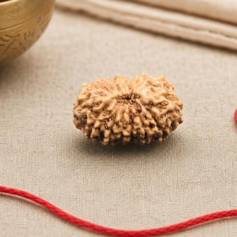 15 Mukhi Indonesia Natural Rudraksha 17.16 mm Rudraksha Report No. RDQ0044293