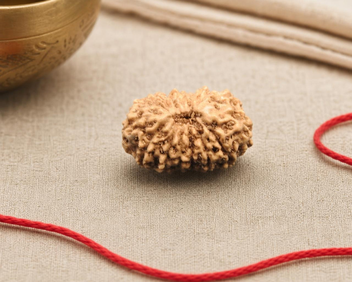 Natural 15 Mukhi Indonesian rudraksha bead with distinct ridged surface on red thread