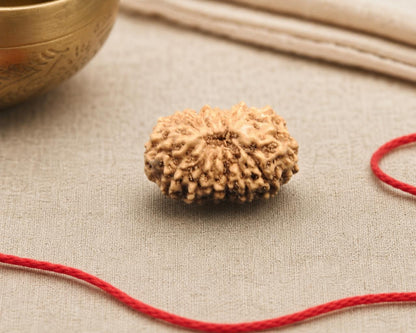 Natural 15 Mukhi Indonesian rudraksha bead with distinct ridged surface on red thread