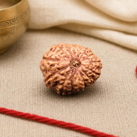 15 Mukhi Indonesia Natural Rudraksha 19.64 mm Rudraksha Report No. RDQ0044301