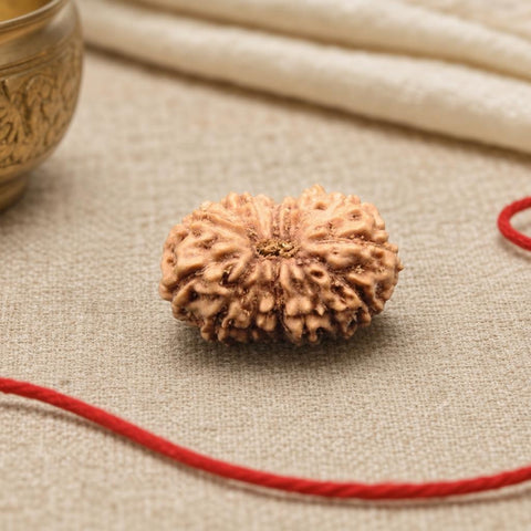15 Mukhi Indonesia Natural Rudraksha 17.11 mm Rudraksha Report No. RDQ0044295
