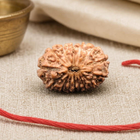 15 Mukhi Indonesia Natural Rudraksha 18.50 mm Rudraksha Report No. RDQ0044282