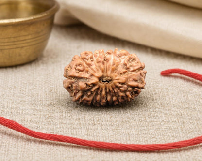 Natural 15 Mukhi Indonesian rudraksha bead with red string, detailed close-up on fabric
