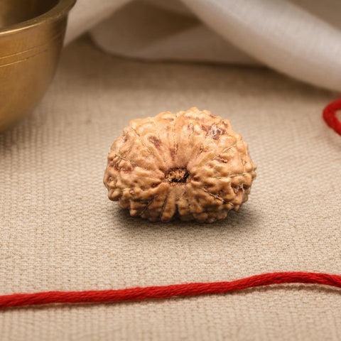 15 Mukhi Indonesia Natural Rudraksha 16.88 mm Rudraksha Report No. RDQ0044294