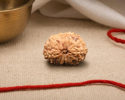 Natural 15 mukhi Indonesian rudraksha seed with red thread, close-up on textured fabric