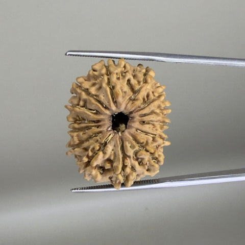 14 Mukhi Nepal 25.38 mm Natural Rudraksha Report No. RDGJ622477