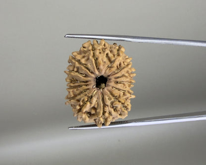 14 Mukhi Nepal 25.38 mm Natural Rudraksha Report No. RDGJ622477 product video 1