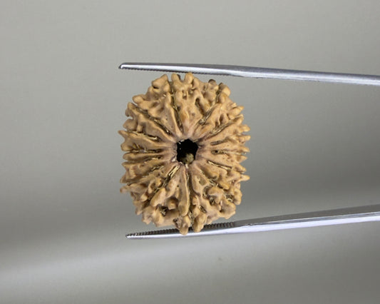 Natural 14 Mukhi Nepal rudraksha bead close-up with defined carved grooves