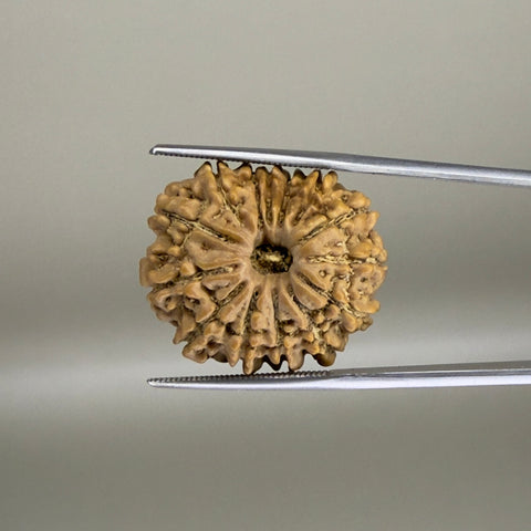 14 Mukhi Nepal 24.00 mm Natural Rudraksha Report No. RDGJ622611