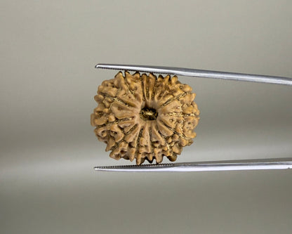 14 Mukhi Nepal 24.00 mm Natural Rudraksha Report No. RDGJ622611 product video 1