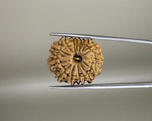 Natural 14 Mukhi Nepal rudraksha with textured face, held between tweezers for size
