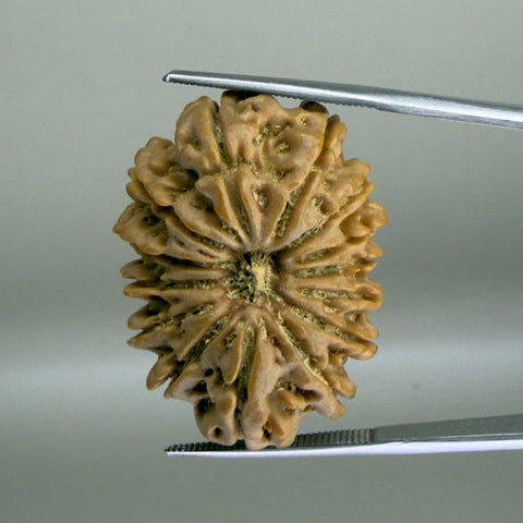 14 Mukhi Nepal 29.45 mm Natural Rudraksha Report No. RDGJ622598