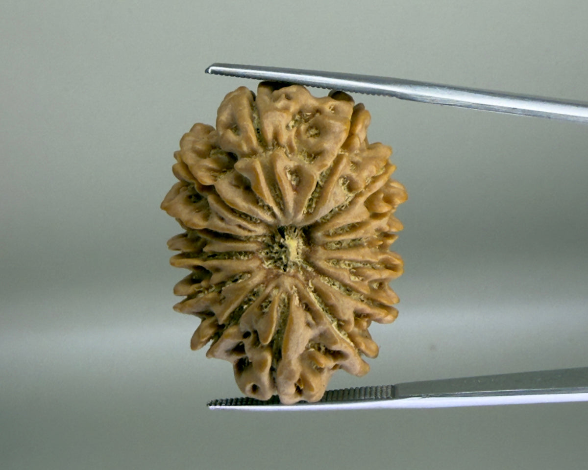 Natural 14 Mukhi Rudraksha seed close-up with textured facets held on a metal scale