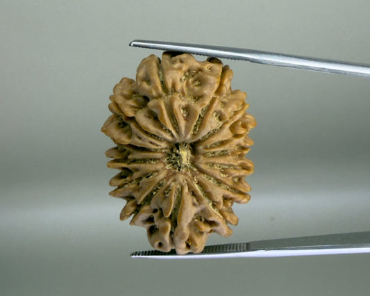 Natural 14 Mukhi Rudraksha seed close-up with textured facets held on a metal scale