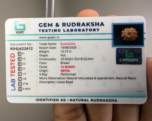 Gem and Rudraksha testing laboratory certificate for natural rudraksha, document shows 14 Mukhi Nepal