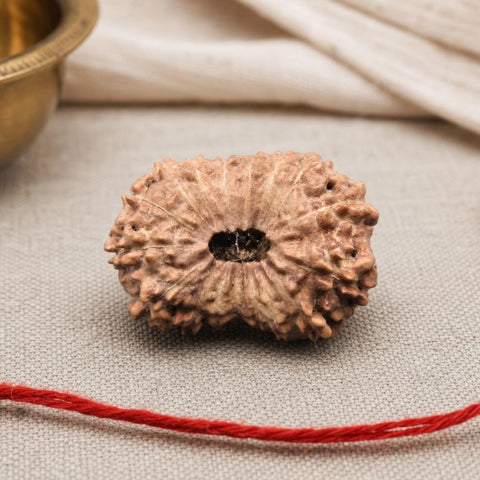 17 Mukhi Indonesia Natural Rudraksha 24.12 mm Rudraksha Report No. RDQ0044332