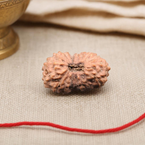 17 Mukhi Indonesia Natural Rudraksha 19.90 mm Rudraksha Report No. RDQ0044334