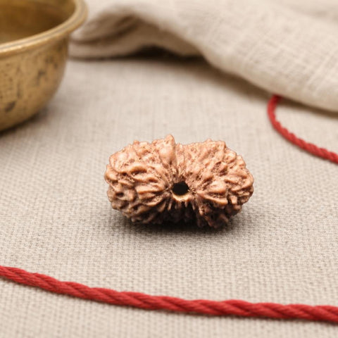 17 Mukhi Indonesia Natural Rudraksha 12.86 mm Rudraksha Report No. RDGJ620143
