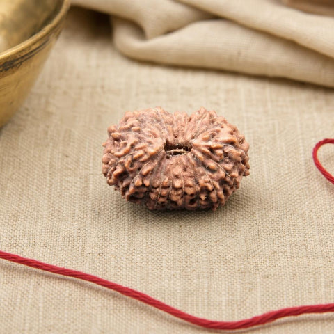 17 Mukhi Indonesia Natural Rudraksha 18.54 mm Rudraksha Report No. RDQ0044324