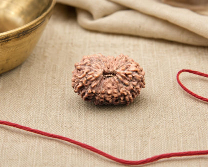 Natural 17 Mukhi rudraksha bead with detailed face texture on beige fabric with red thread