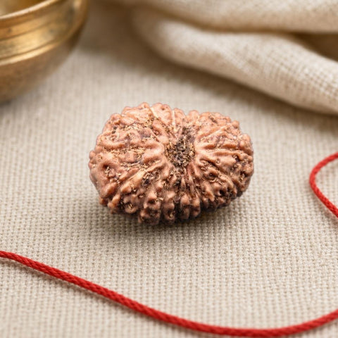 17 Mukhi Indonesia Natural Rudraksha 18.46 mm Rudraksha Report No. RDQ0044329