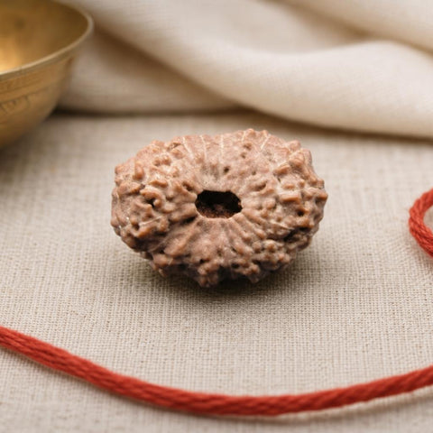 17 Mukhi Indonesia Natural Rudraksha 20.10 mm Rudraksha Report No. RDQ0044410