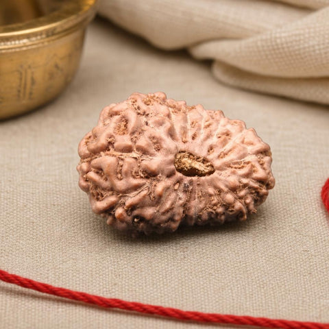 17 Mukhi Indonesia Natural Rudraksha 19.68 mm Rudraksha Report No. RDQ0044333