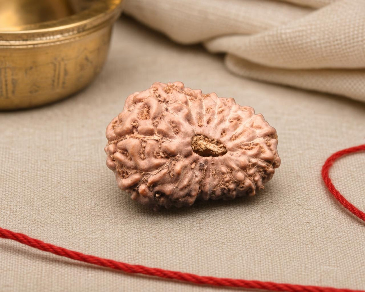 Natural 17 Mukhi rudraksha bead with textured surface on beige fabric background
