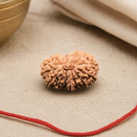 16 Mukhi Indonesia Natural Rudraksha 18.26 mm Rudraksha Report No. RDQ0044307