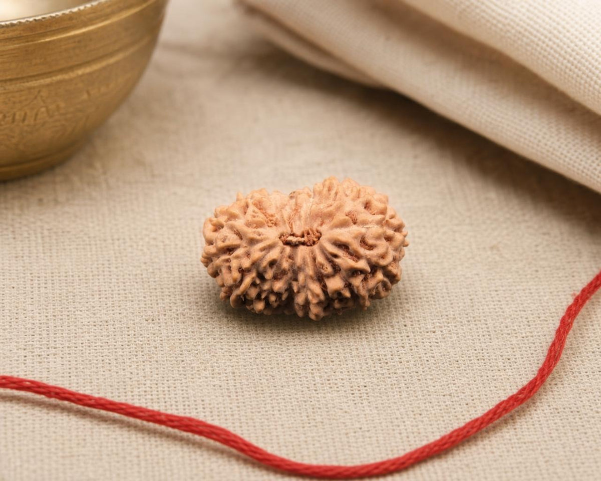 Natural 16 Mukhi Indonesian rudraksha bead with red string, close-up on textured fabric