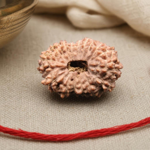 16 Mukhi Indonesia Natural Rudraksha 20.87 mm Rudraksha Report No. RDQ0044311