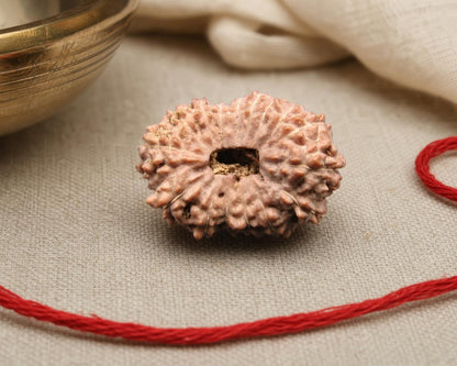Natural 16 Mukhi rudraksha bead with central cavity, shown on beige fabric with red thread
