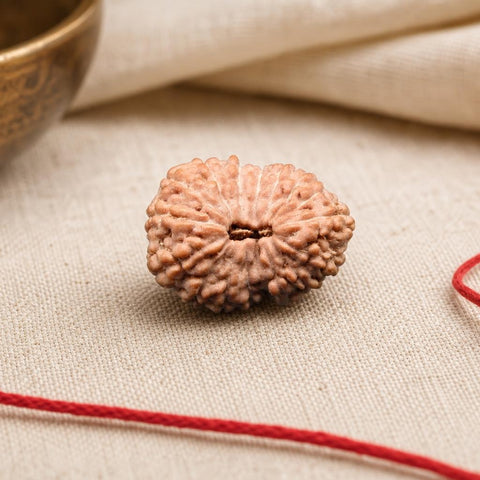 16 Mukhi Indonesia Natural Rudraksha 18.74 mm Rudraksha Report No. RDQ0044315