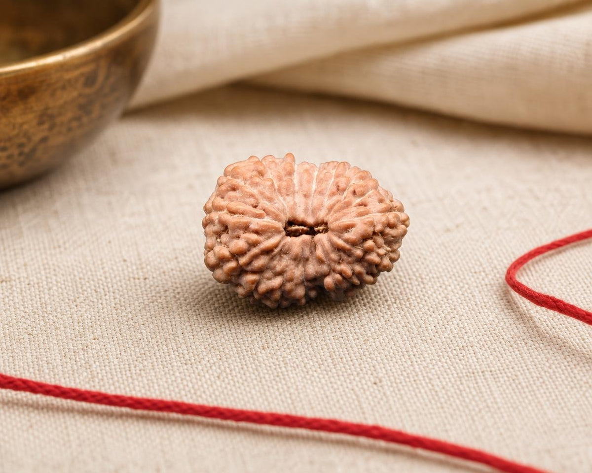 Natural 16 Mukhi Indonesian rudraksha bead with carved facets and central groove
