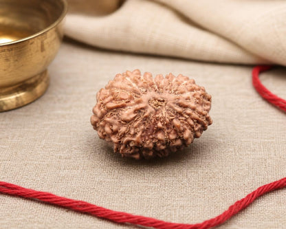 Natural 16 Mukhi Indonesian rudraksha bead with red thread on beige fabric background