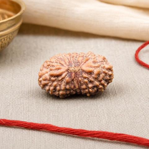 16 Mukhi Indonesia Natural Rudraksha 18.90 mm Rudraksha Report No. RDQ0044314