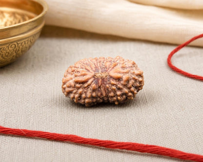Natural 16 Mukhi Indonesia rudraksha seed with red string on beige fabric background