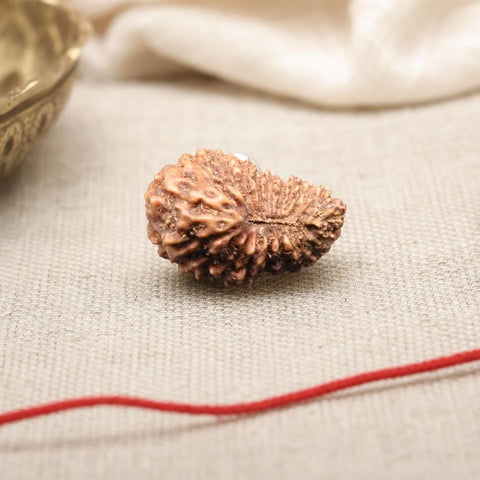 20 Mukhi Indonesia Natural Rudraksha 13.00 mm Rudraksha Report No. RDQ0044367