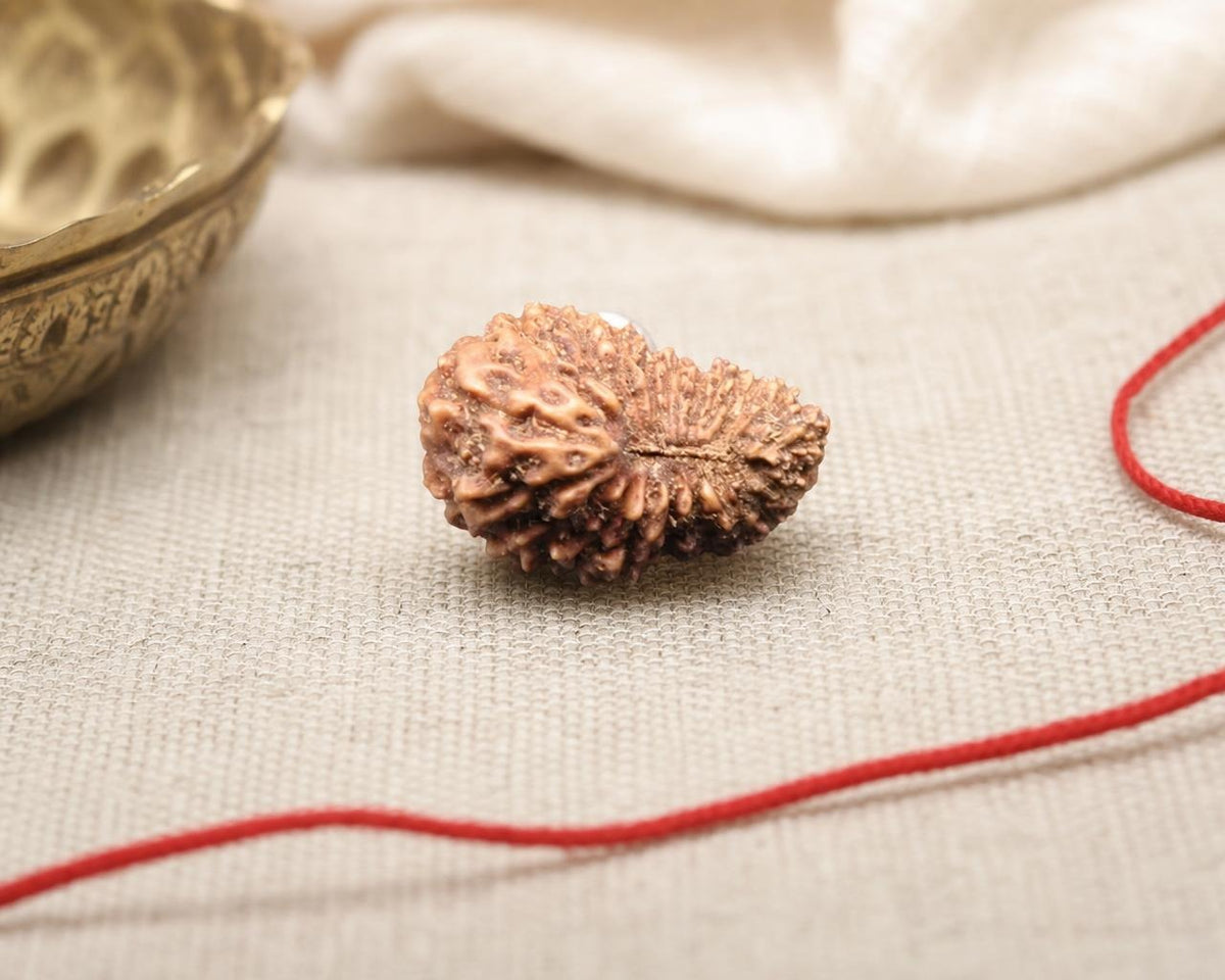 Natural 20 Mukhi Indonesian rudraksha bead close-up on fabric with red cord