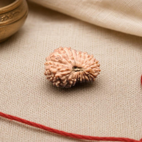 20 Mukhi Indonesia Natural Rudraksha 14.23 mm Rudraksha Report No. RDQ0044369