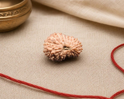 Natural 20 Mukhi Rudraksha bead with textured face, resting on beige fabric with red thread