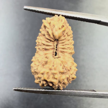 19 Mukhi Rudraksha (18.90mm) Indonesia