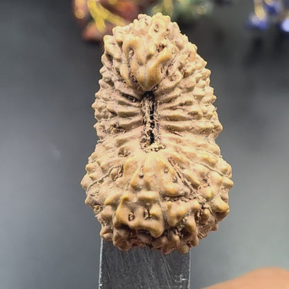 19 Mukhi Rudraksha (18.90mm) Indonesia